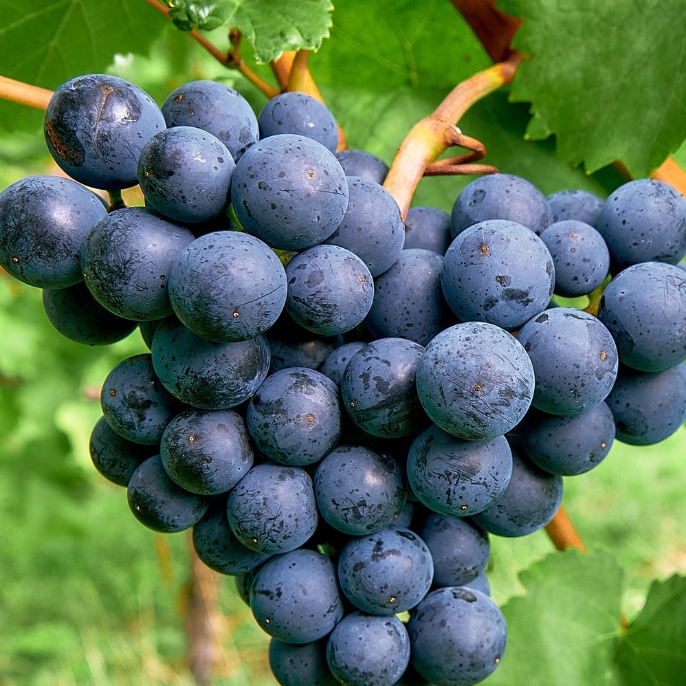 Südtirol und sein Vernatsch