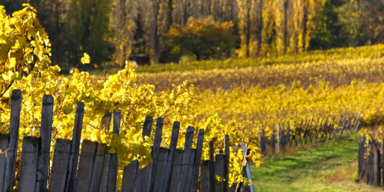 Weingut