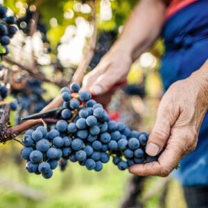 IDM_Suedtirol-WeincFlorian-Andergassen