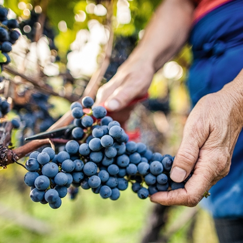 IDM_Suedtirol-WeincFlorian-Andergassen