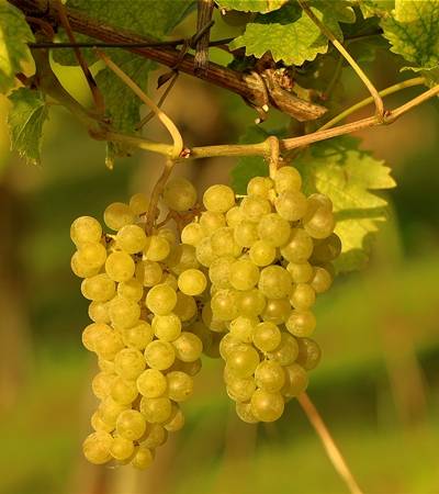 Weintrauben